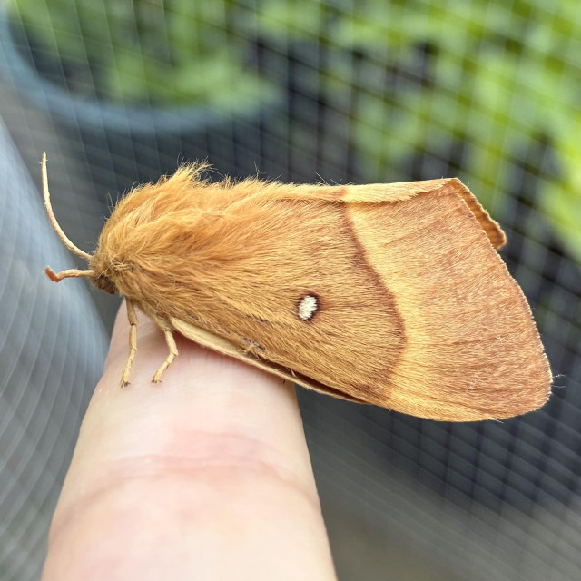 A side-profile  of a female Oak Eggar moth resting on my index finger. It faces left. It is very large - about 5-6cm long and very chunky The moth has a robust body and its head and nape are covered in a dense, fluffy mane of golden-brown or tawny-orange hair. The forewing is smooth and triangular, coloured in a gradient of warm ochre-brown. A distinct, slightly curved dark brown line runs vertically down the outer third of the wing, separating the more intensely coloured top end from a slightly lighter orange-brown rear section. A prominent, bright white oval spot sits near the centre of the forewing. Two short, pale orange antennae curve upward from the head. The background features a blurred green garden and chicken wire.