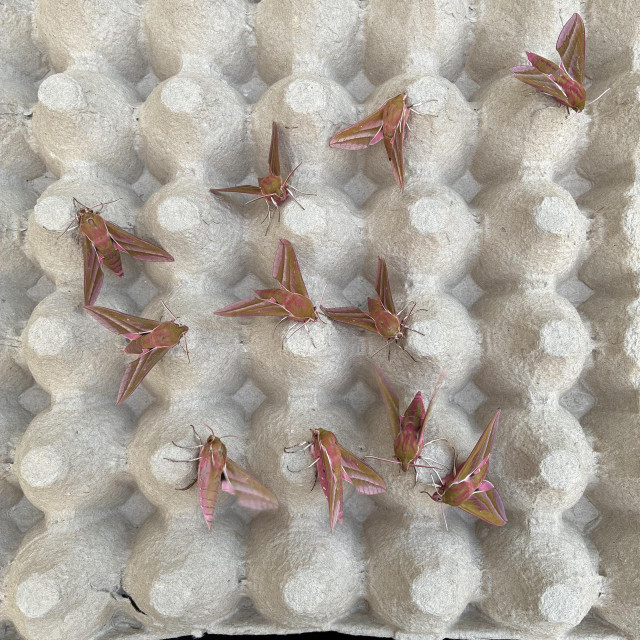 Overhead shot of an egg tray with 11 pink and olive coloured elephant hawkmoths in different positions. The hawkmoths are about 6cm long and fighter jet shaped. The egg box is green-grey.