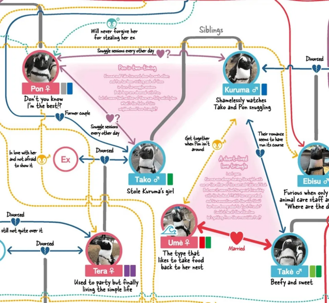 A closeup of the chart showing Small round images of 7 Penguins with lines connecting them and describing their relationships. For example, there is a Penguin called "Ume" Who's described as “the type that Likes to take food back to her nest closed quotes and there is a multi directional arrow connecting her the arrow is labeled “married” with a heart, and it points to another Penguin named "Take", Who is described as "beefy and sweet." there is a blue arrow connecting Tako to another Penguin called "Kurama", and the arrow has a broken blue heart and the text reading "their romance seems to have run its course”.