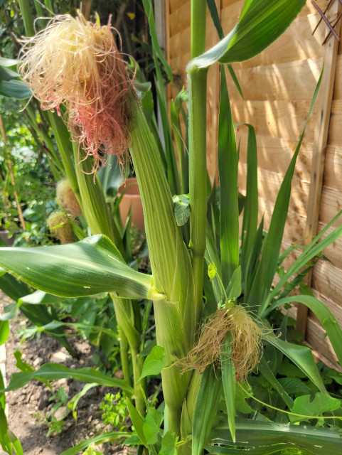 Corn! Growing in my garden! I'm as surprised as you.