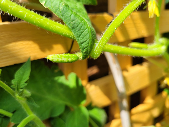 A teeny tiny cucumber, about 1cm long
