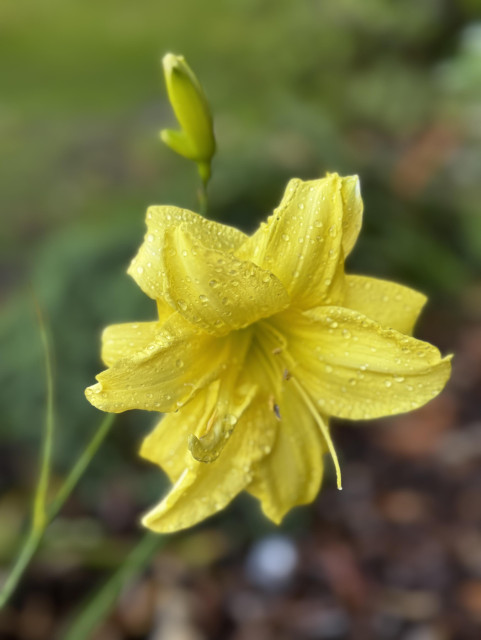 A bright (bright!) tall yellow double flower, with so many yellow petals they're difficult to count.  Sprinklers had run, so the flower is covered in small water droplets.  The yellow encompasses the entire bloom, from the straight edges to the throat.  Yellow!

An unopened bud is visible behind this bloom so (deer willing) you may see another one of this flower.