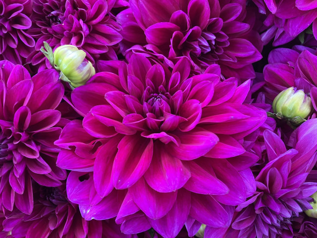 Purple dahlia blooms, with a couple buds sticking up.