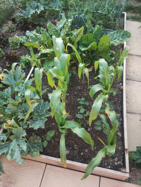 Veg plot with small sweetcorn plants, beans and courgette in shot.