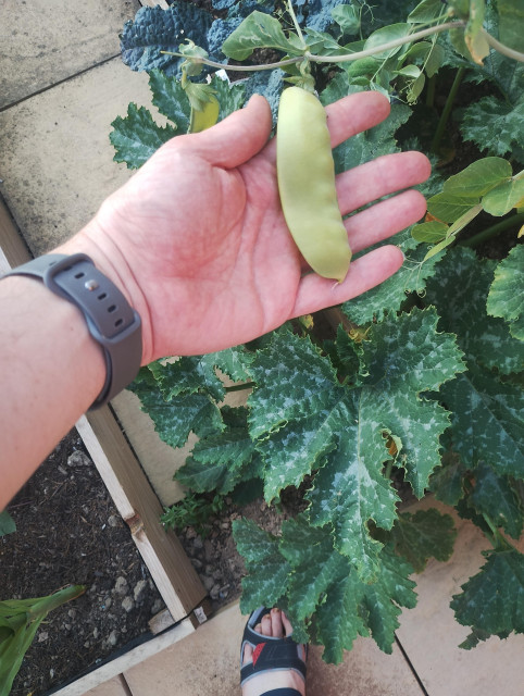 Hand holding a giant mange tout