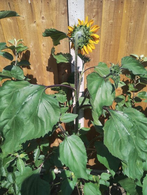 Sun flower turning it's back on the world and looking at the fence.