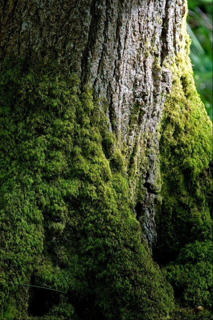 The base of a big old tree trunk in dappled shade, with supporting roots that act like flying buttresses on an old church. These roots and the base of the trunk are smothered in thick green moss. 