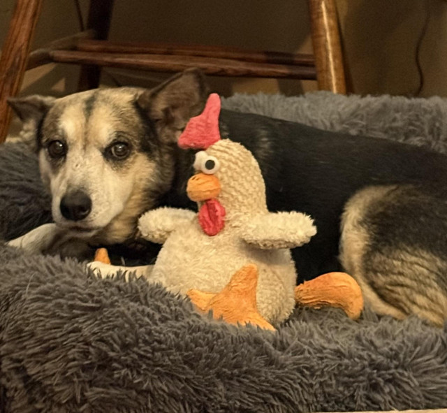 A small black and tan dog in a dig bed. A stuffed toy chicken is sitting propped up against her body. 