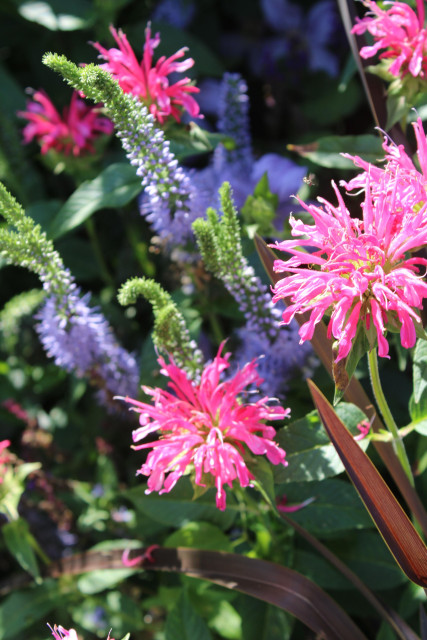Pink and purple blooms in bright sunlight sharing a flowerbed. 