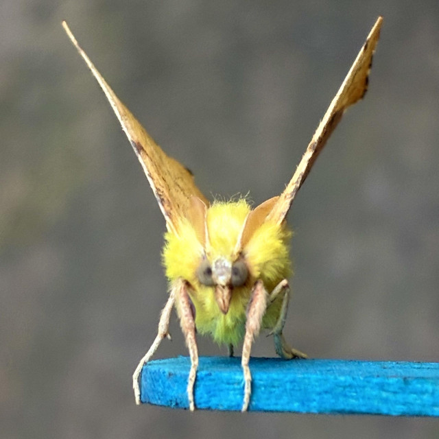 Front on shot, slightly out of focus of a moth on a stick. Its wings are pointed vertically in a V shape above its thorax. Its wings are mottled yellow, but its head and thorax and very bright, vivid yellow and furry. It has two compound eyes close together either side of two palps, and two yellow feathered antennae sweep backwards from its head. Its thin grey legs grip a blue lolly stick.