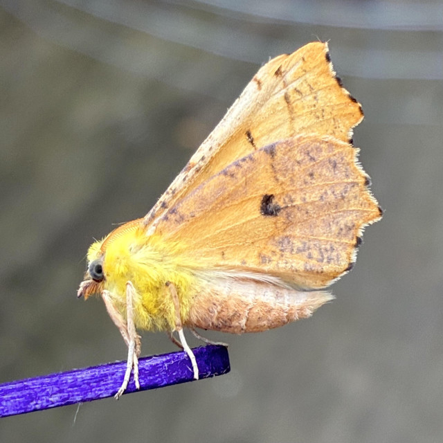 Side on shot of canary shouldered thorn moth on a blue lolly stick.  It faces left. It has a thick chunky pale yellow beige abdomen fronted by a thick shock vivid yellow fur at its thorax and head. Its large scalloped wings and mottled yellow with purple suffusion near the outer edge and a black mark right in the centre. They are held vertical and back like a billowing cape. Its head is canary yellow with two palps that resemble a tiny beak and a black compound eye.