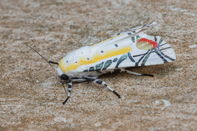 an arthropod known as the picasso moth (Baorisa hieroglyphica) for the abstract art-like patterns on its wings.