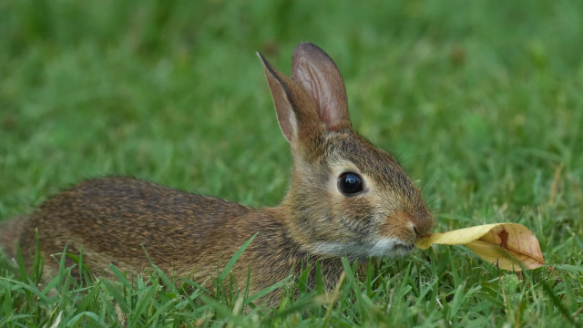An Eastern Cottontail bunny in profile nipping a yellowed leaf in thick grass.