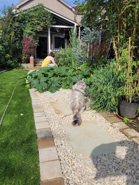 In the foreground a cat is inspecting his cat grass. In the background a man wearing a yellow vest is inspecting his tomatoes and strawberries, which you can't see due to a huge pumpkin patch that's taken over the path and most of the  view.