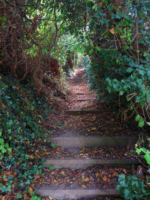 The shallow steps of an old footpath rise enticing through the deep green foliage of the banks on either side