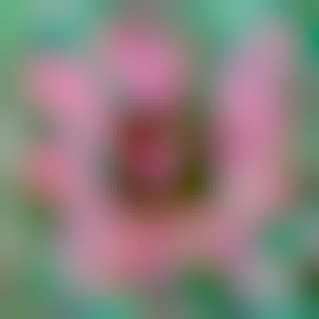 Five days later, red petals have formed around most of the perimeter. The colors are almost unreal. It likes like an illustration but it's an unedited photo. The petals have delicate impressionistic streaks of white, orange, and violet. 