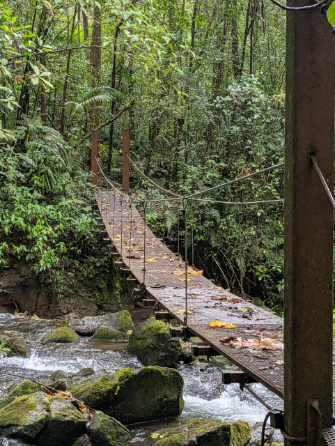 A suspension foot bridge leads across a stream in Costa Rica. The bridge has some fallen leaves on it and leads into tropical forest. Rocks in the stream are covered in moss.