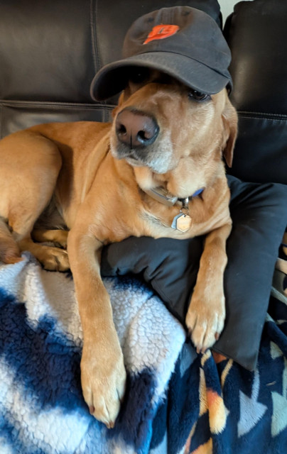 Golden lab is trying on our navy blue with orange emblem Detroit Tigers hat. Her ears get in the way. She is resting on her blue and white blanket and blue pillow. 