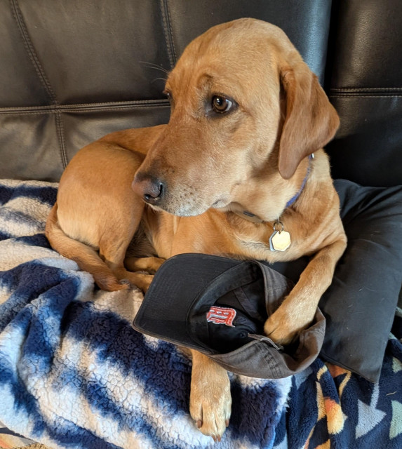 Golden lab is holding our Detroit Tigers hat in her paws while she is resting on her blue and white blanket and blue pillow. She is looking to the side. 