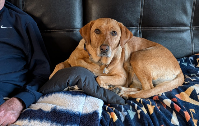 Golden lab is lying on the sofa next to her pal. She is resting on her blue and white blanket and blue pillow. 