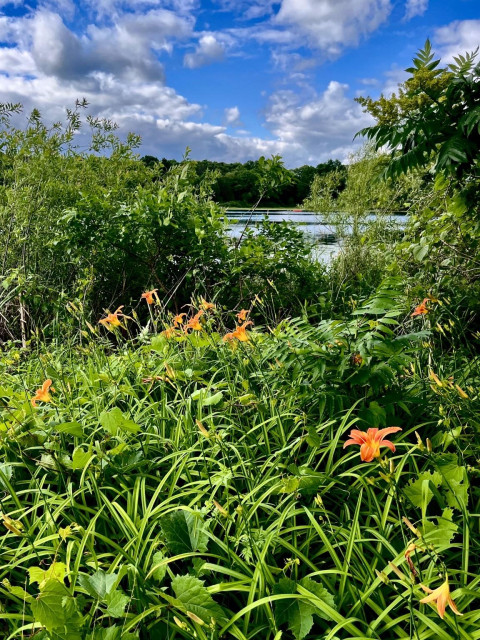 Looking over a patch of orange lilies to take a peak at a lake through a wall of bushes and greenery. Blue sky with fluffy white clouds.