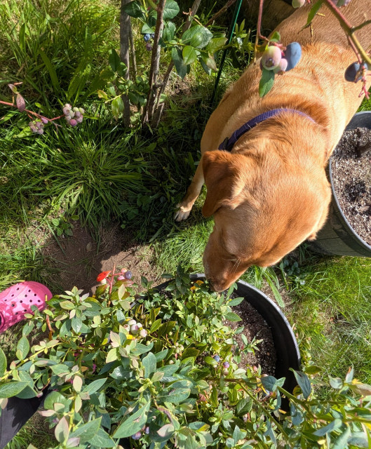 Golden lab is plucking ripe blueberries off of a bush growing in a container. 