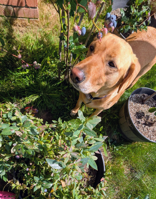 Golden lab is looking up at me as she takes a break from blueberry picking. 