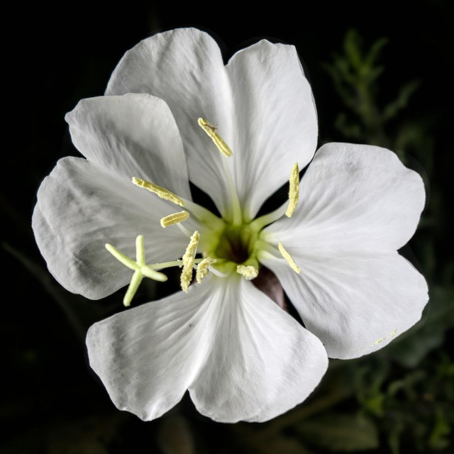 A color landscape photo of a white flower with four heart shaped petals. The petals look soft and tissue like. The background is near black. The flower is night blooming and was lit with an artificial light. There are nine yellow stamens and one taller stigma.