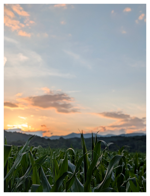 	
A field of tall green corn plants in the foreground, with mountains in the distance. The sun sets behind the mountains, casting an orange and pink glow across the sky with scattered clouds. 