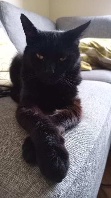 A very serious looking black cat, with crossed paws.