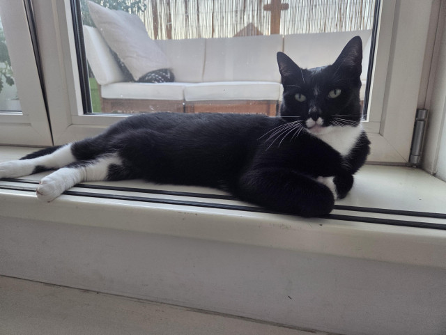 Wessie a smol tuxedo cat chilling in front of a window