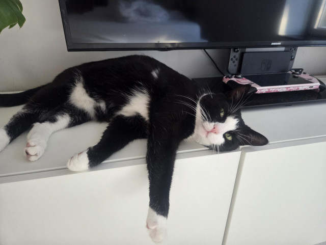 Pookie, a medium large Tuxedo cat chilling on a white tv console with a tv and steam deck behind him and his front paws hanging off the console