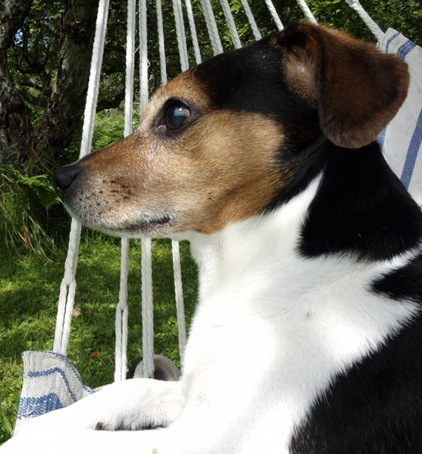 Profile pic of a jack russell terrier lying in a hanging swing.