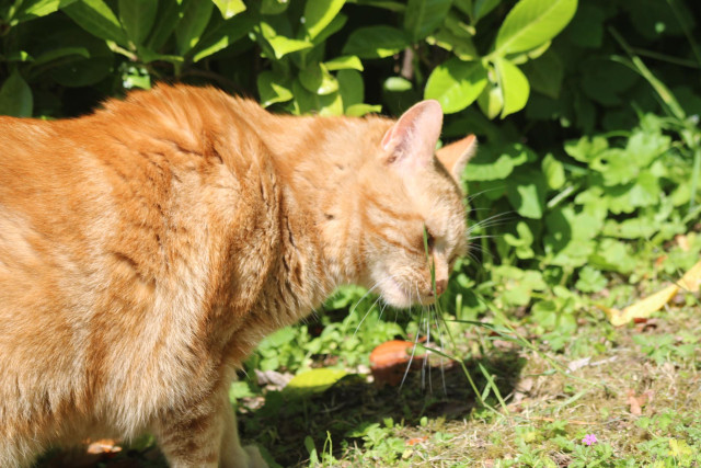 George smelling grass