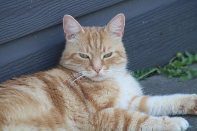 Washy in the garden