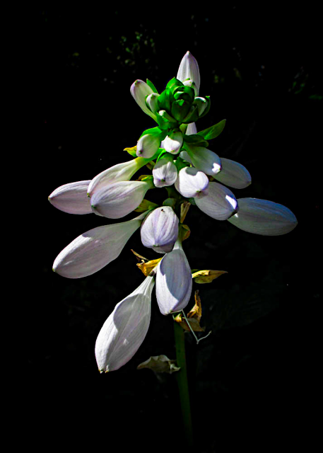 A close up image of the delicate white flowers of a hosta set against a almost completely black background. 