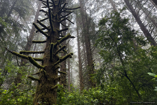A low-angle, wide shot captures a dense, old-growth forest shrouded in mist, dominated by tall evergreen trees with a prominent moss-covered tree on the left. This central tree features a thick trunk completely carpeted in textured green moss, with short, stubby, truncated branches jutting outward symmetrically like steps or ribs, each heavily draped in a layer of the same bright green moss. In the background, numerous slender, towering tree trunks reach toward the sky, their lower portions sparse or bare and their upper branches blending into a dense canopy. The background is filled with a soft, bright white fog or mist that filters through the upper branches, creating a hazy, atmospheric backdrop. The forest floor and understory are lush and crowded with vibrant green shrubs, ferns, and leafy bushes that fill the lower third of the frame.