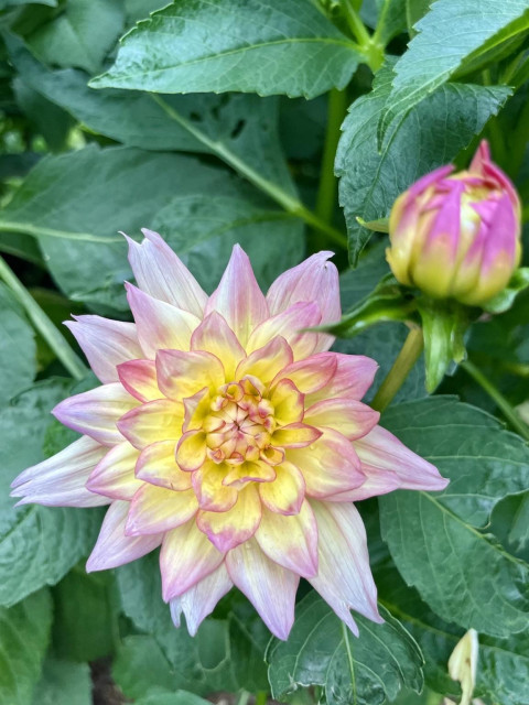 A vibrant dahlia flower in soft shades of pink and yellow, surrounded by green leaves, with a budding flower nearby.