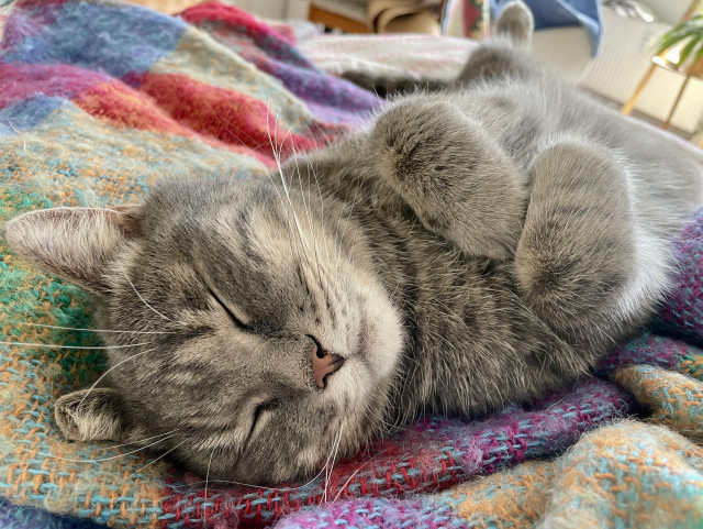 Grey tabby cat with eyes closed and paws folded under its chin, sleeping on the back on a colorful blanket.