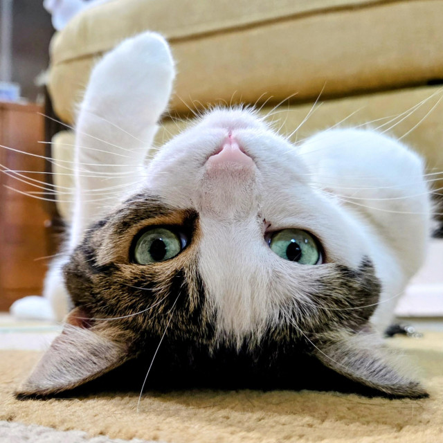 Blaze the Cat