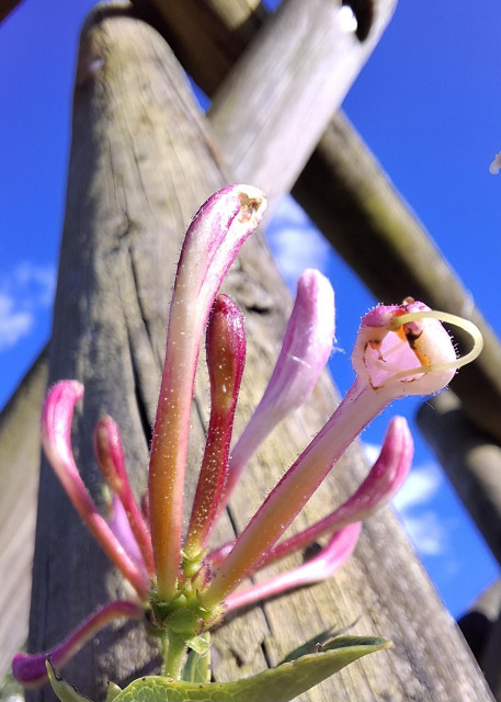 Die pinke Blüte eines gewöhnlichen Geißblattes. Im Hintergrund ist ein hölzernes Gerüst zu sehen, an welchem die Pflanze emporwächst. Im hinteren Hintergrund blauer Himmel.