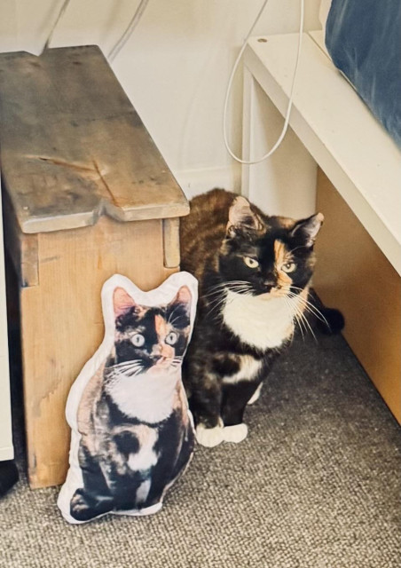 A color photo of a tortoiseshell cat whose mostly black and orange especially on the face but with a white bib and white paws. She is standing in between a bed and a small bench looking a little bit annoyed but right at the camera. Next to her is a pillow that my friend had made for her son. It's a picture of Nannette in the shape of her sitting up. Evidently Nannette is very suspicious of the new Nannette. 