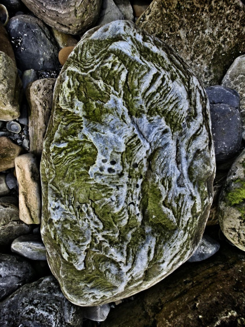 Stone with wavy erosion pattern and bright green algae.