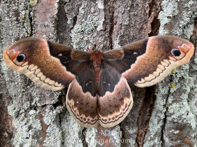 Photo of a promethea silkmoth on a tree wings spread open. It is a large moth with a fluffy red-brown body and enormous bark-patterned wings with conspicuous eye spots