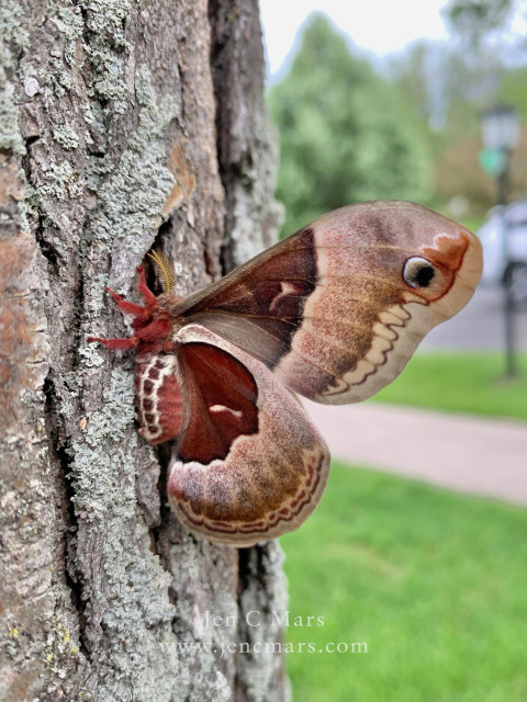 Another photo of the same moth, this time in profile with wings folded up like a butterfly so the extremely soft and fluffy body is more visible. She is fluffy and adorable