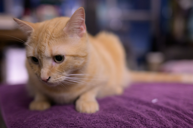 Close up of a small ginger cat, with very wide pupils, crouched on a purple towel. 