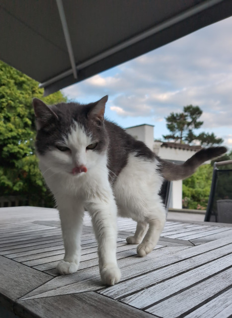 Gråvit äldre katt går på vårt bord på altanen. Tungan ute då hon nyss slickat i sig lite rester från min tallrikn 