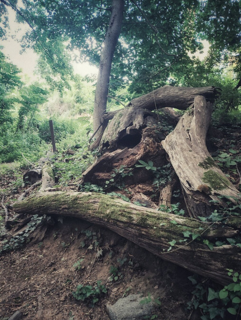 Stump in the woods