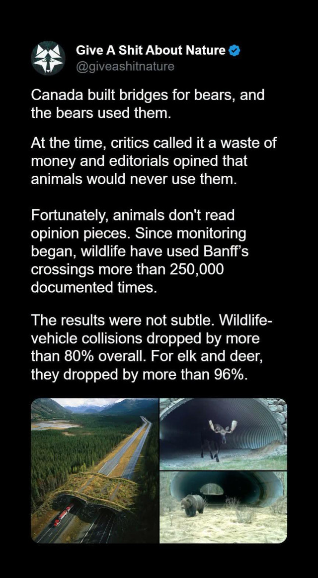 Give A Shit About Nature

@giveashitnature

Canada built bridges for bears, and the bears used them.

At the time, critics called it a waste of money and editorials opined that animals would never use them.

Fortunately, animals don't read opinion pieces. Since monitoring began, wildlife have used Banff's crossings more than 250,000 documented times.

The results were not subtle. Wildlife-vehicle collisions dropped by more than 80% overall. For elk and deer, they dropped by more than 96%.