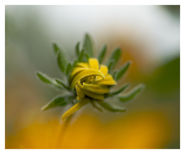A new, bright yellow rudbeckia flower close-up, its pedals still twisted tightly together before opening. If your imagination allows it, the petals may suggest arms wrapped around the flower as though squeezing itself in a hug. In the blurry background, the flower's green leaves, as well as the oranges and greens of other plants. 